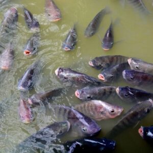budidaya ikan nila di kolam beton