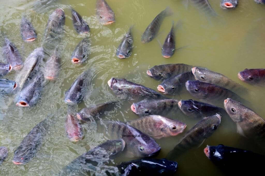 budidaya ikan nila di kolam beton